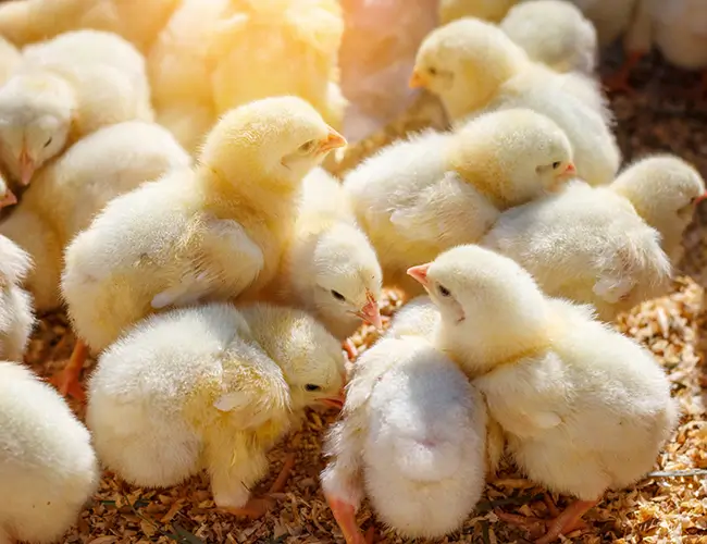 Commercial Broiler Chicks